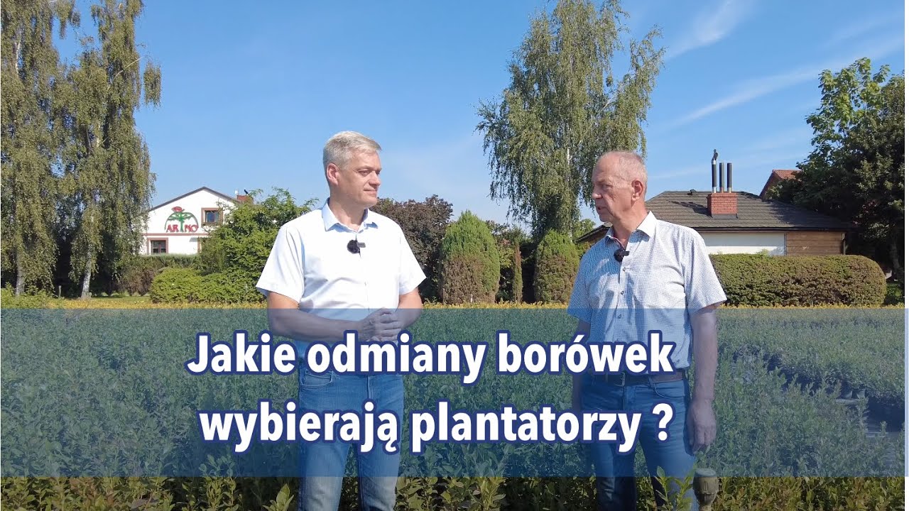 Jakie odmiany bor&oacute;wek w tym roku wybierają i sadzą plantatorzy?
