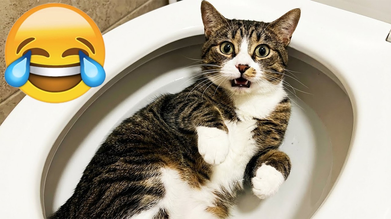 Try Not To Laugh 🤖 Funniest Cats & Dogs 😻 Funny Animals