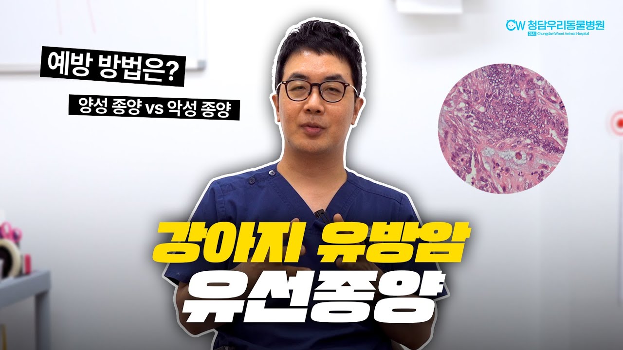 강아지 유방암! 유선종양✨유선종양은 착한 암? 예방과 치료방법!