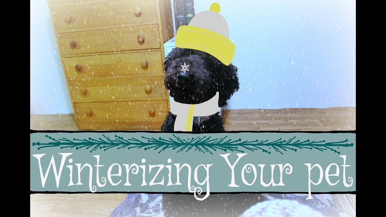 Winterize your Pet!