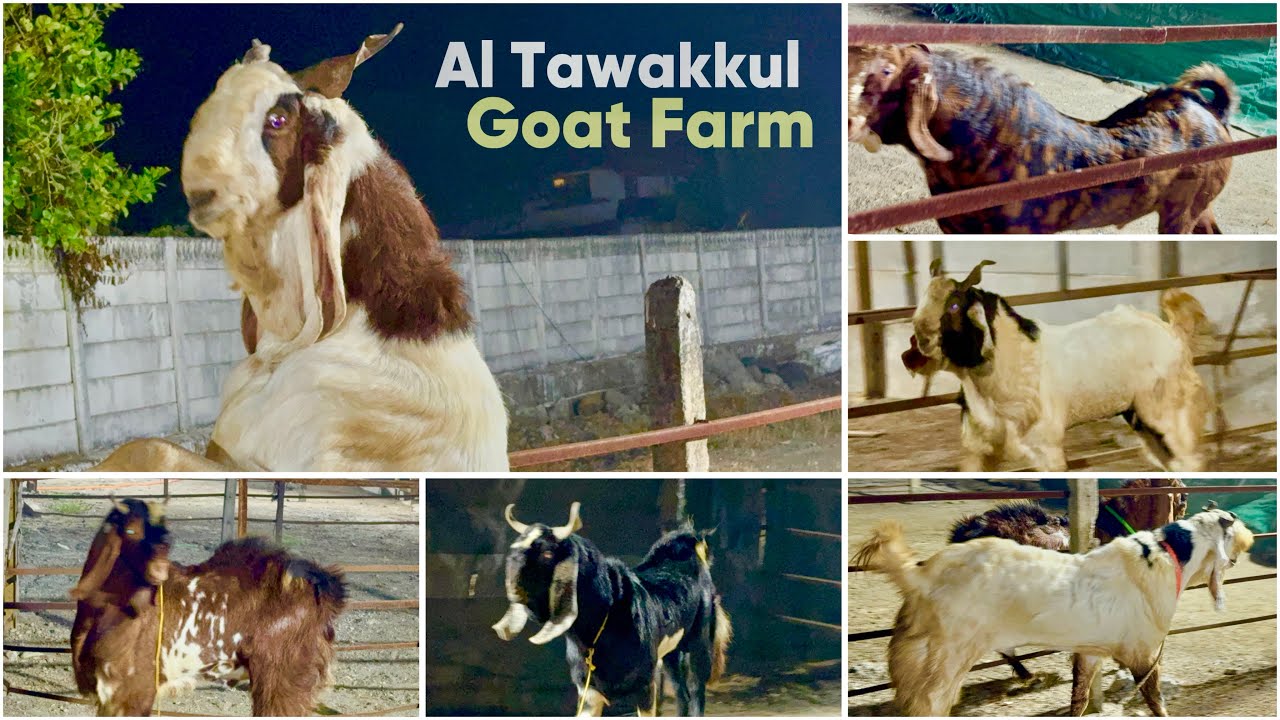 Sast Mein Mast Andul Goats Available at Al Tawakkul Goat Farm