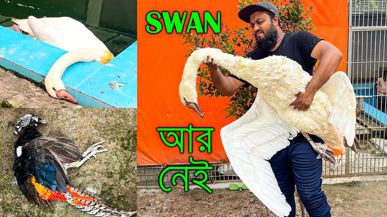 THE END OF SWANS | এক ঝড়ে শেষ হয়ে গেল সোয়ান সহ ৮ টি বিদেশি হাঁস