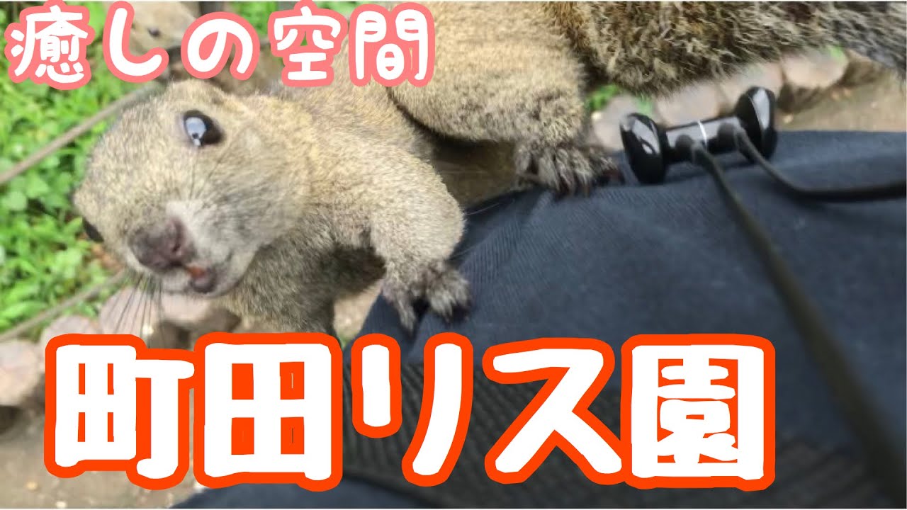 町田リス園で動物達に癒されてきた