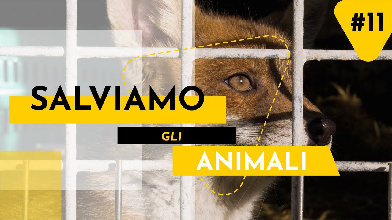 ANIMALI IN DIFFICOLTÀ | DOCUMENTARIO