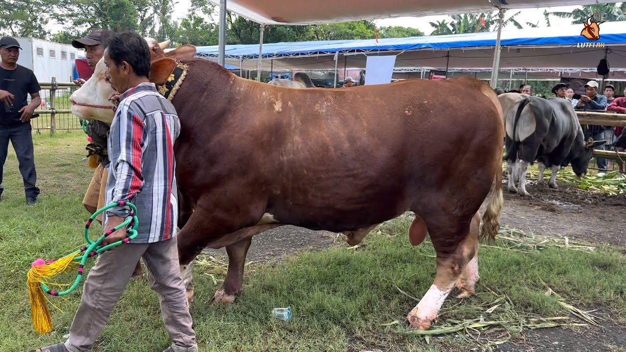 DUEL SENGIT SAPI JUMBO KELAS P NOL KONTES APPSI JEMBER🔥‼️
