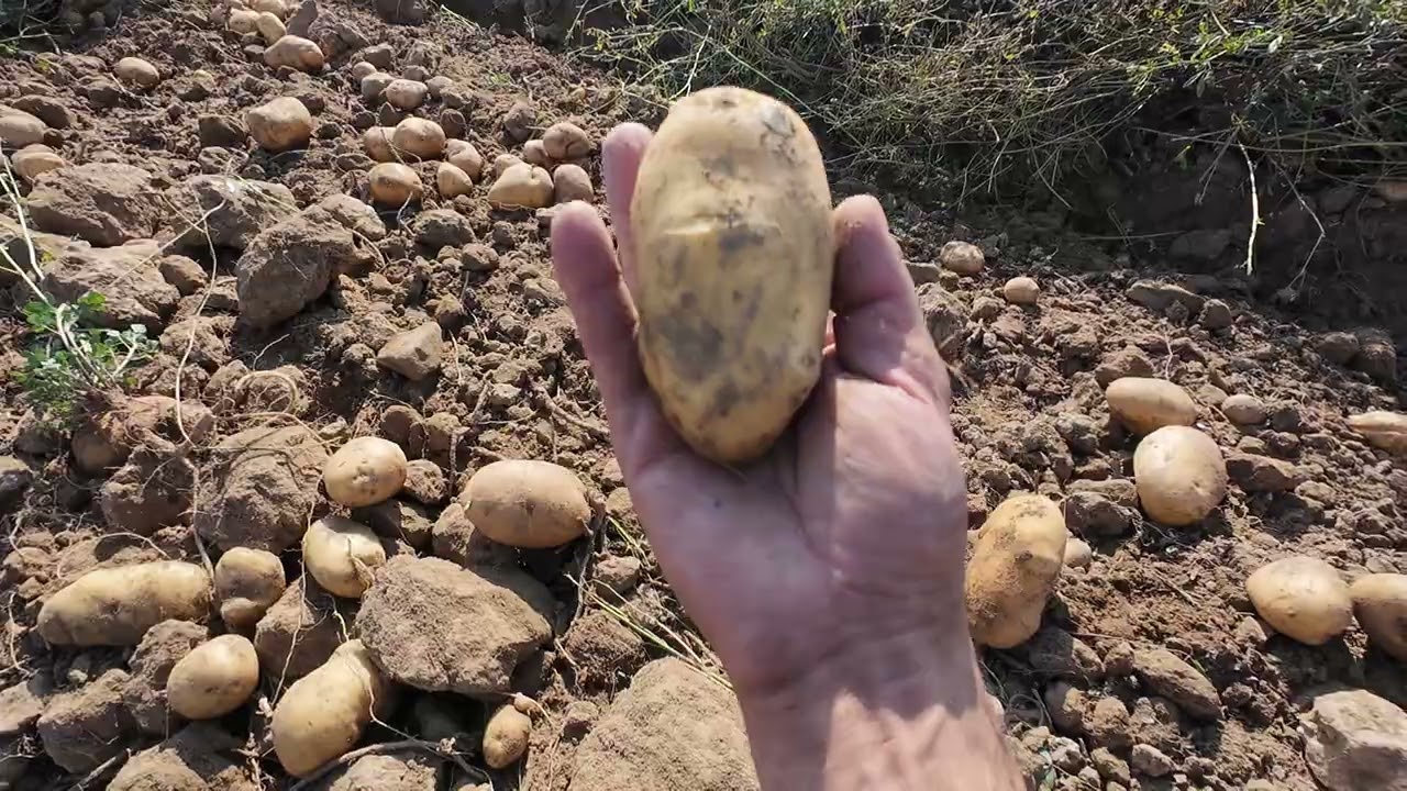 Agria Patates Nasıl olmalı EN İYİ KIZARTMALIK PATATES se&ccedil;imi