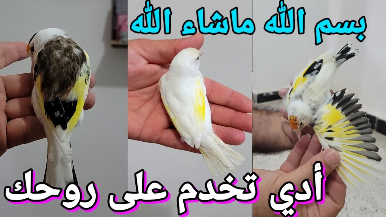 أخوكم ناصر يعرض عليكم مجموعة من طفرة المقنين للبيع : داخلين كامل للوجادة لي حاب يخدم / 