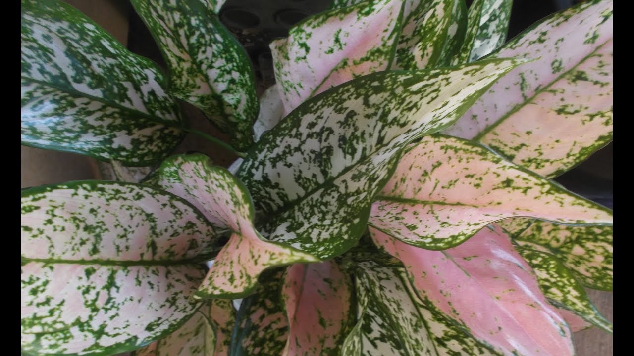 Houseplant: Chinese Evergreen Re-Potting & Plant Care