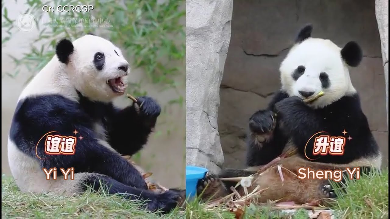 Panda Yi Yi and Sheng Yi's Story #panda #yiyi #shengyi #pandalove #malaysia #zoonegara #pandalife
