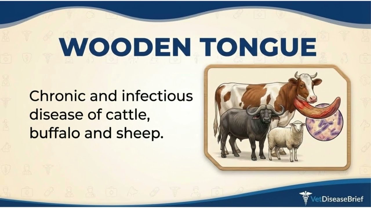Wooden Tongue (Actinobacillosis) in Cattle | Symptoms & Treatment | Vet Disease Brief