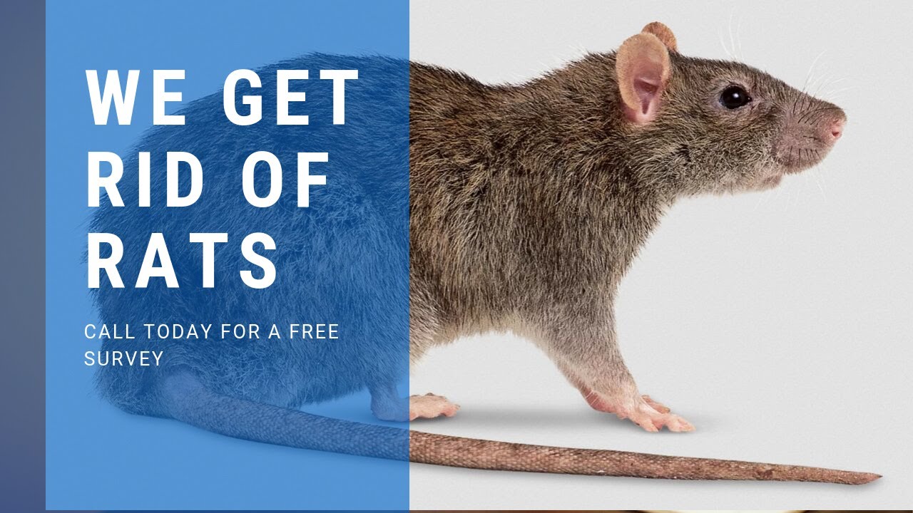 Rodent Exterminator near you * (949) 870-7378