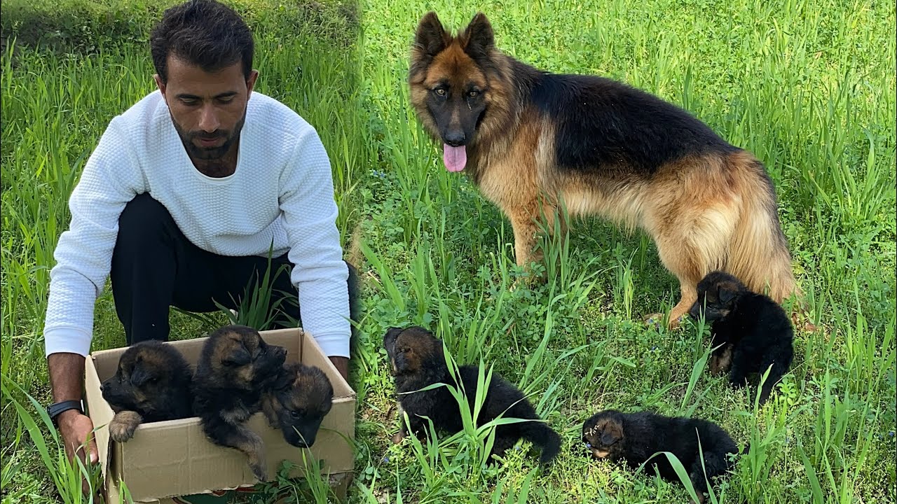 German Shepherd k 3 Puppies rah gy 😭 Long Coat German Shepherd Dog 🐕 Pets Lover in Punjab 