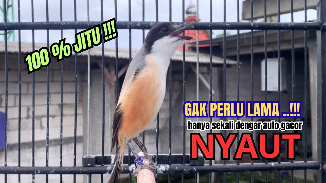 cendet gacor AMPUH FULL EMOSI,, PANCINGAN CENDET AGAR BUNYI bikin BURUNG PENTET GACOR RAJIN BUNYI