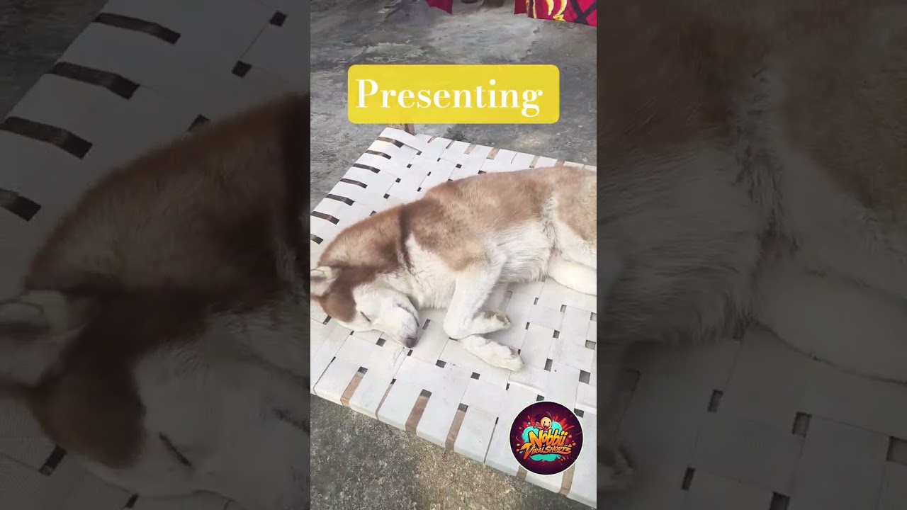 Subah ki dhoop,khat aur mera sukoon 🐶