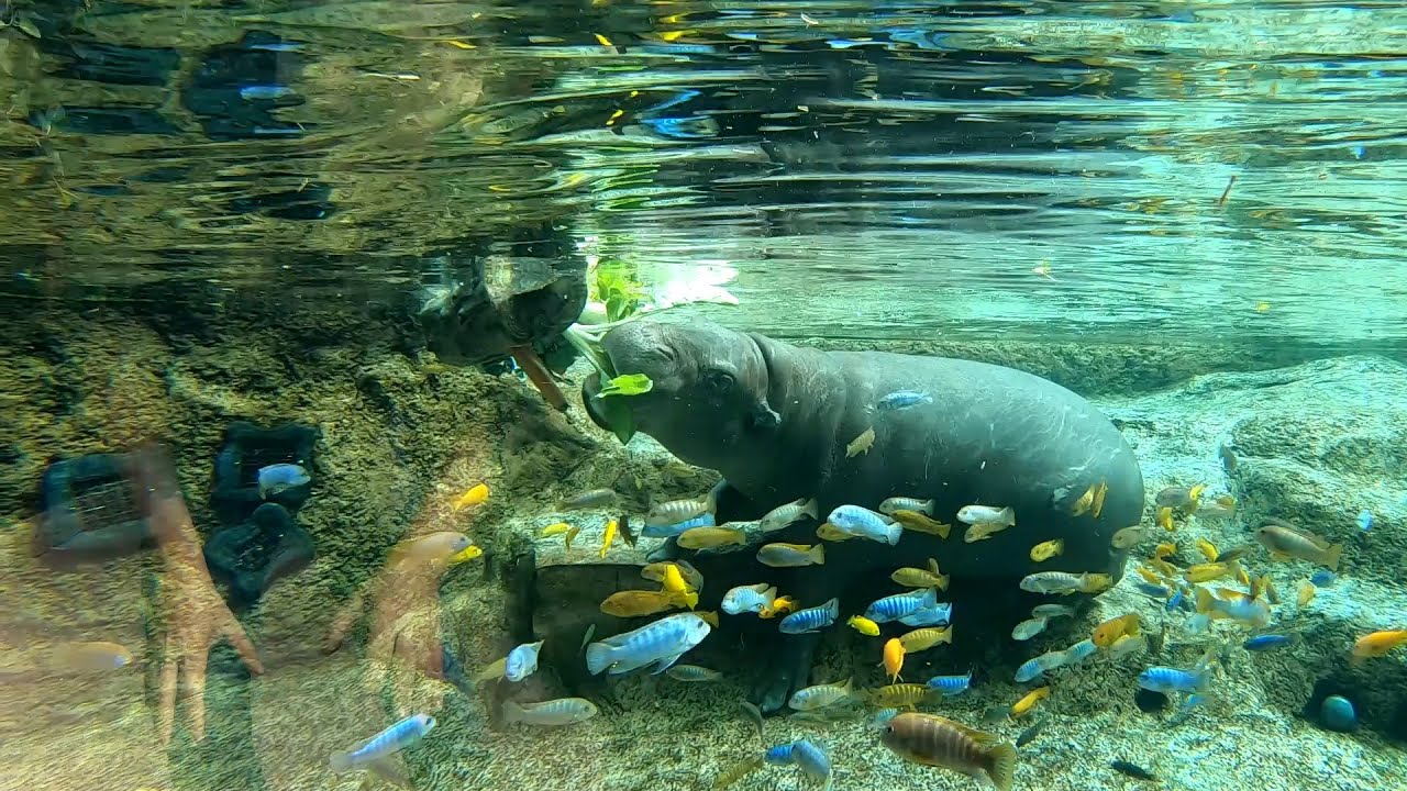 Pygmy hippopotamus - S01E02 - Loro Parque LIFE