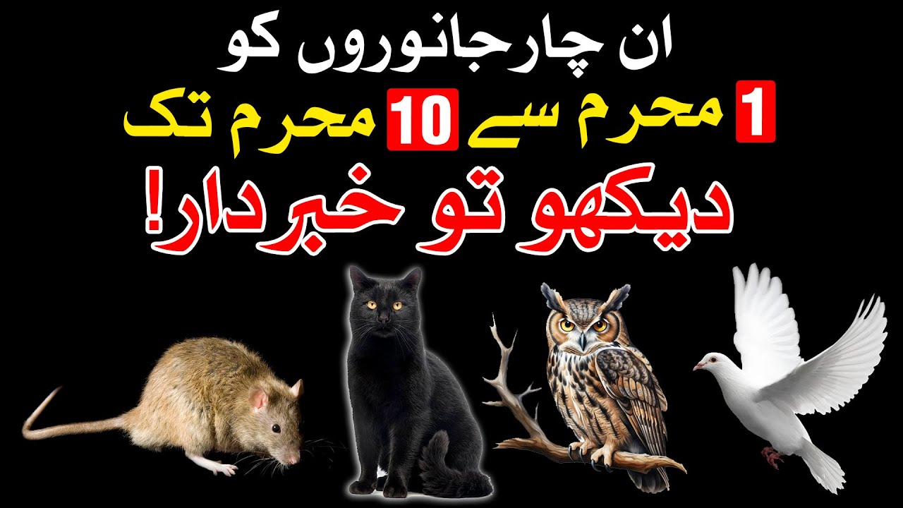 4 Janwar ko Muharram me Dekho to Khabardar | Mehrban Ali