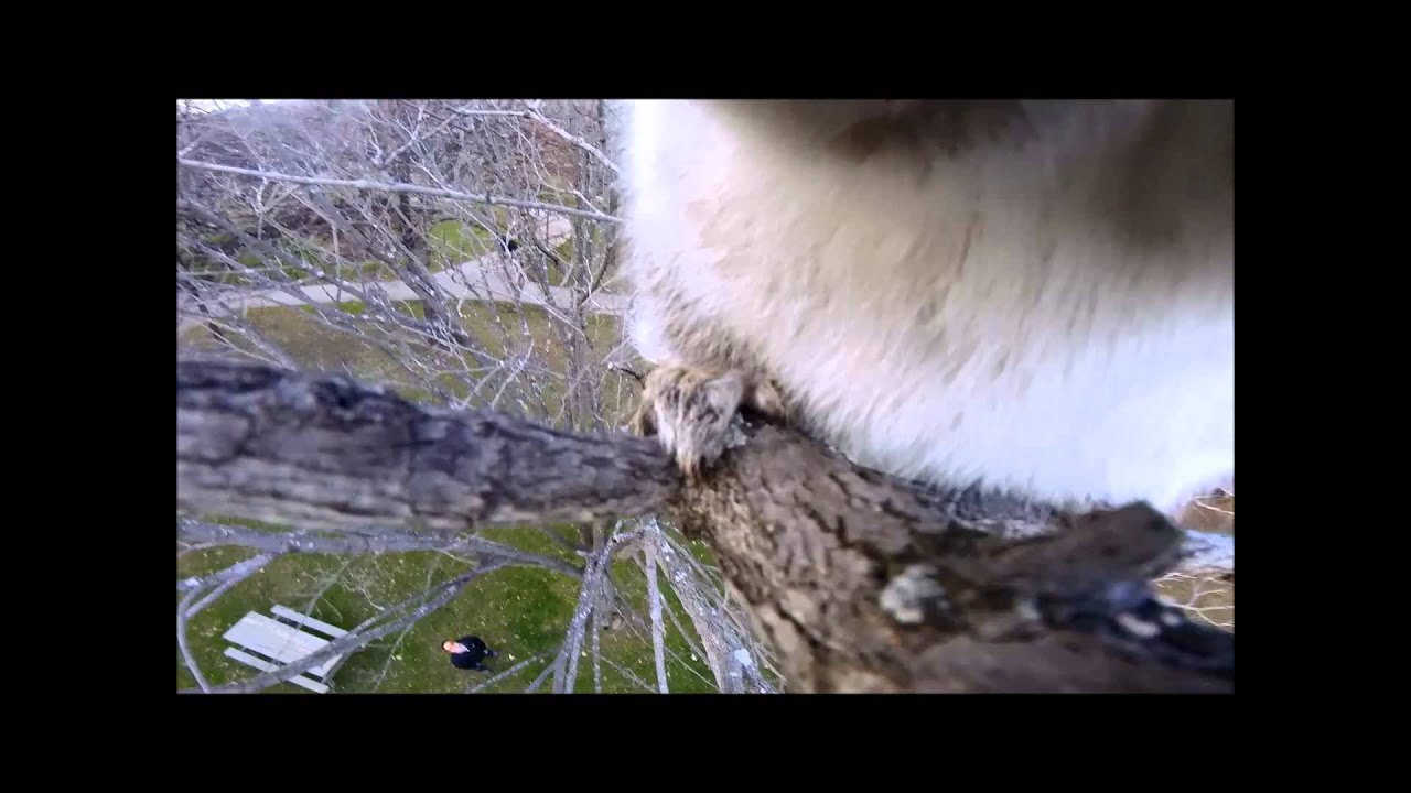 Squirrel makes off with GoPro Session