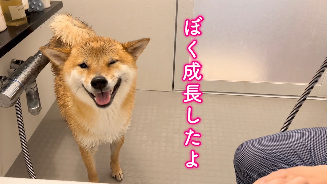 【感動】シャンプー嫌いな柴犬が克服をした記念すべき日になりました！
