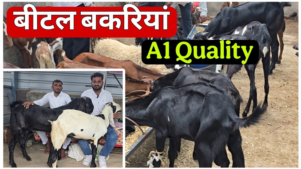 Top Quality Beetal Goats at Anam Goat farm Mamdapur Shrirampur Maharashtra 