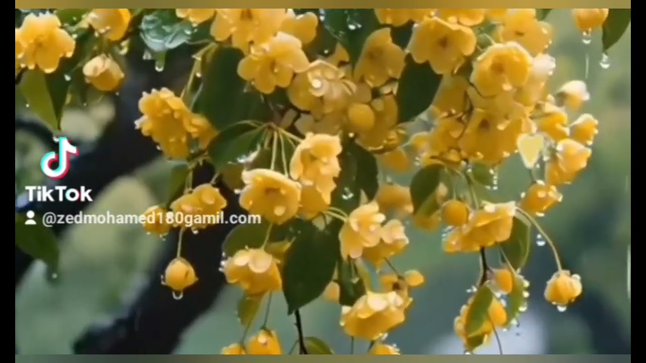 ነፃ ሸበካ  ሰኡድ  መደዋወያም ኔትም ተለቆል ዘይን  ሴምካርድ ያላችሁ መብሩክ