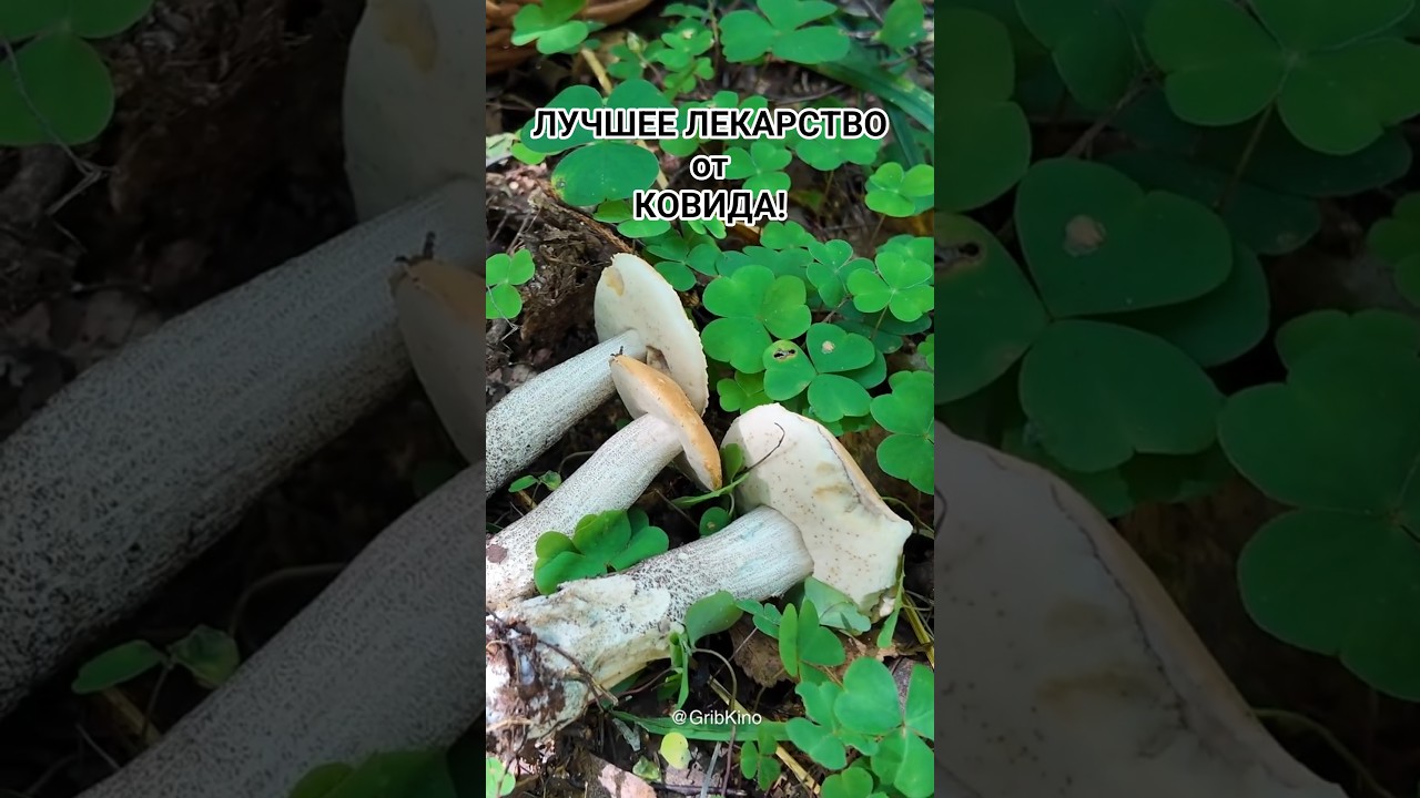 ЛУЧШЕЕ  ЛЕКАРСТВО ОТ КОВИДА! - ГРИБНАЯ ОХОТА #mushroom