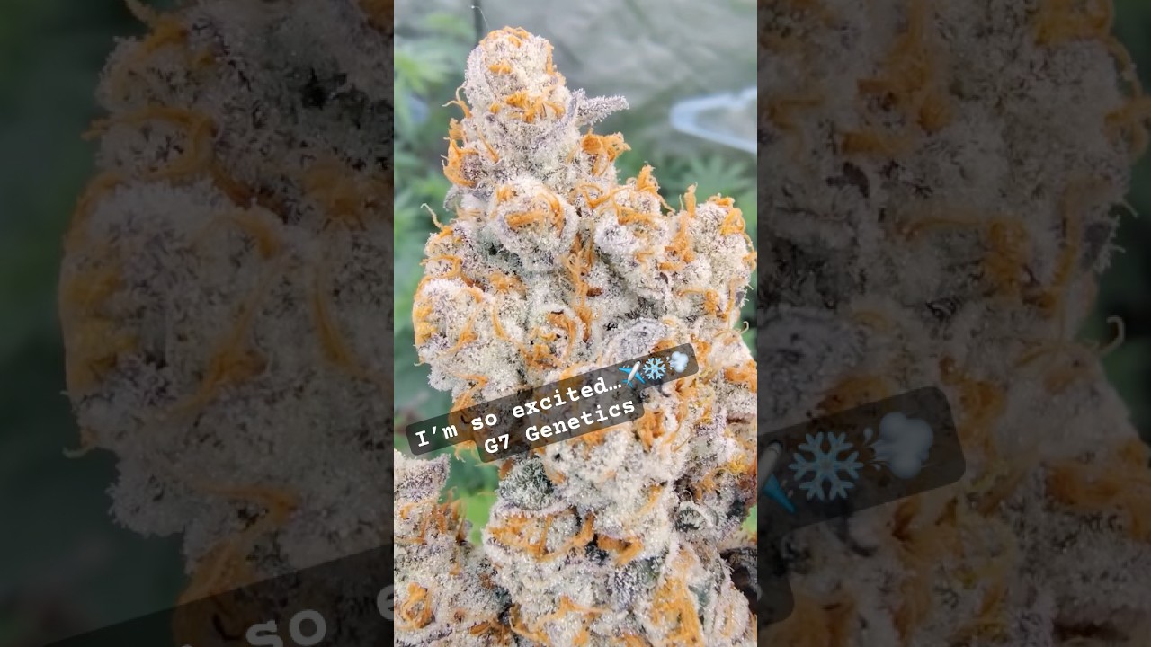 I failed at growing Broccoli again! Wtf! #garden #gardening #viralvideo