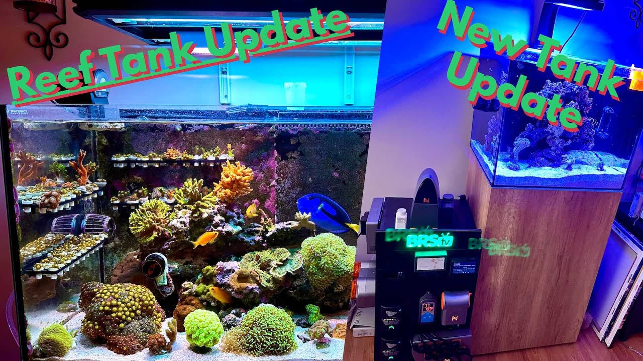 Stunning Reef Tank Transformations- What's Changed?
