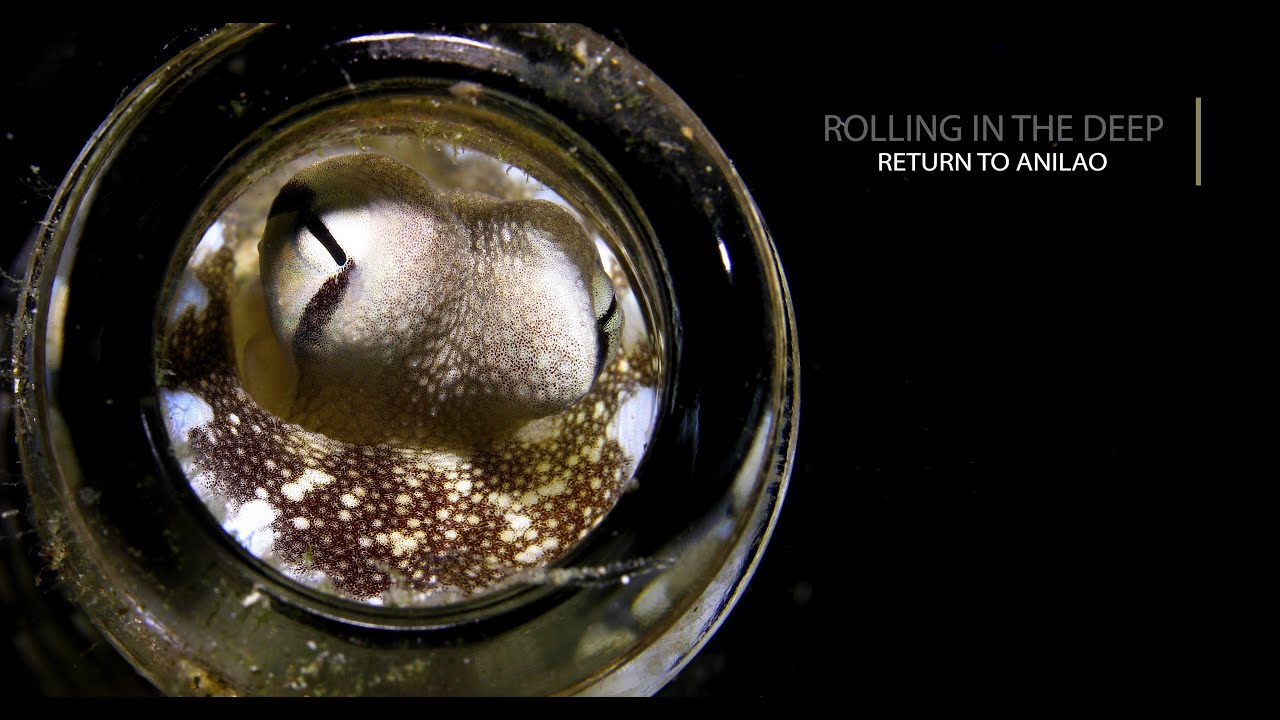 Rolling in the Deep - #18 - Return to Anilao