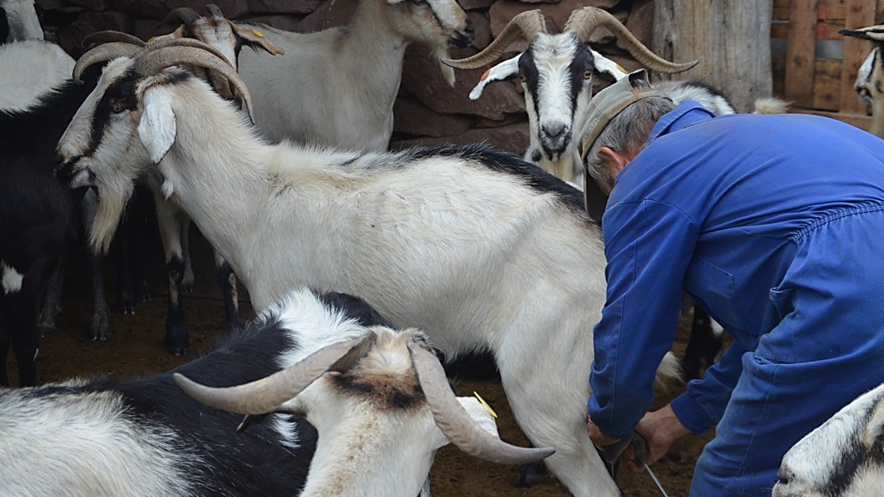 Los últimos cabreros del DUCADO DE MEDINACELI 🐐🐐🐐🐐