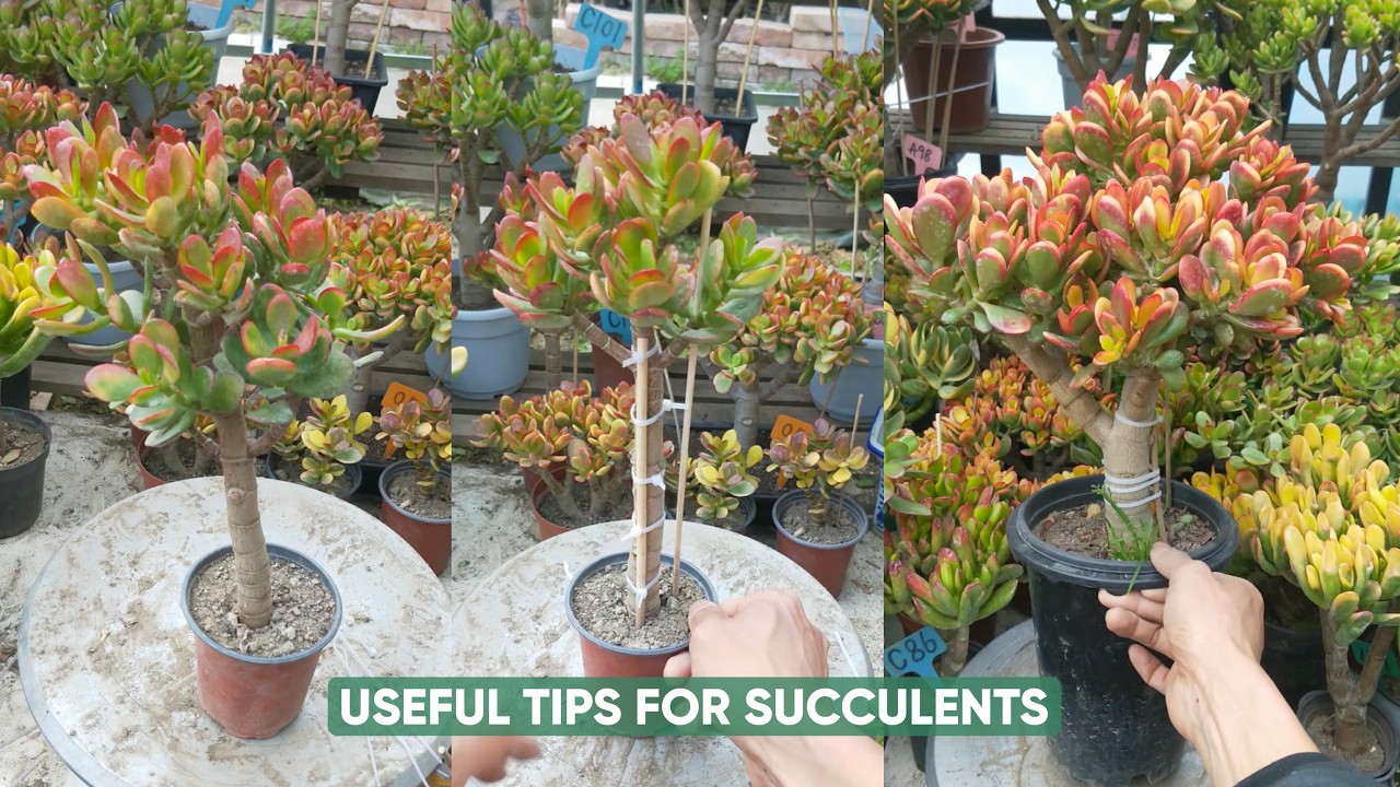 Simple Succulent Plant Care Tips Every Beginner Should Know! 🌵