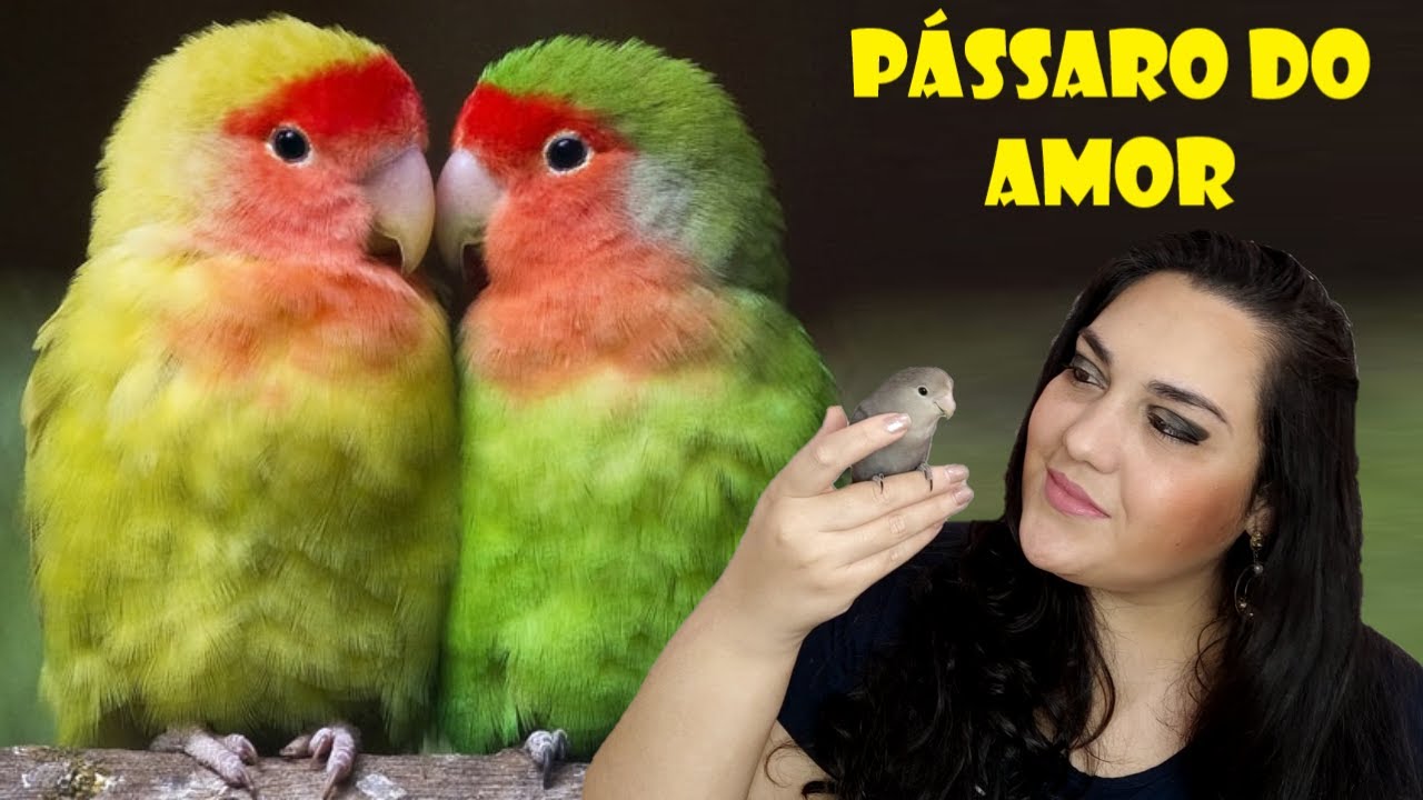 Tudo Sobre Agapornis - Curiosidades do Passaro do Amor!
