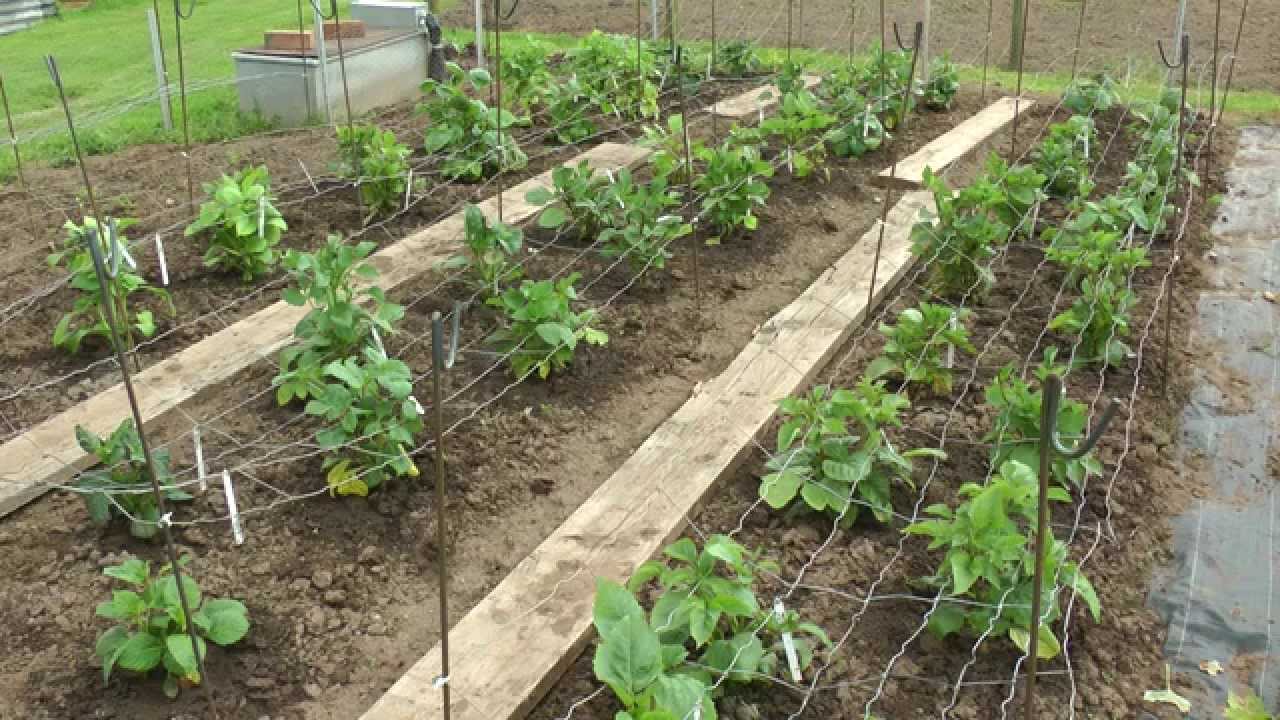 Planting out Dahlias