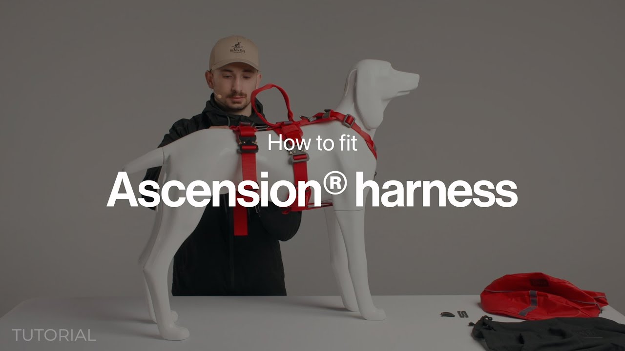 Säker | How to fit your Ascension harness