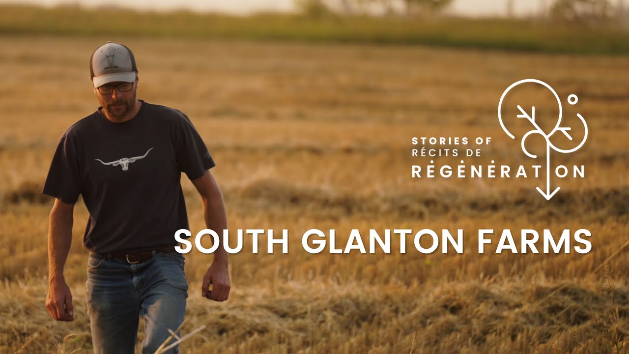 Mob grazing at South Glanton Farms - Stories of Regeneration