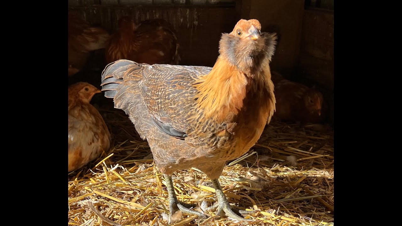 Two Month Update - Americana Chickens