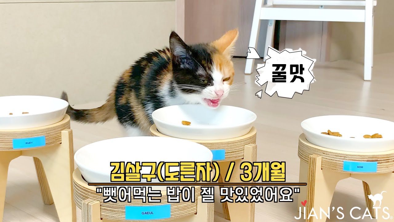 신입생 아기고양이의 사료 뺏어먹는 클라스
