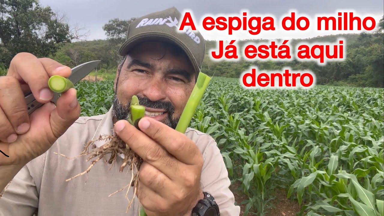 CONHECENDO UM PÉ DE MILHO VOCÊ FAZ 1 MILÃO