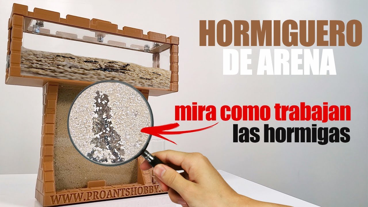 Mira a las hormigas cavar sus túneles ! Hormiguero de arena | El Mundo de las Hormigas