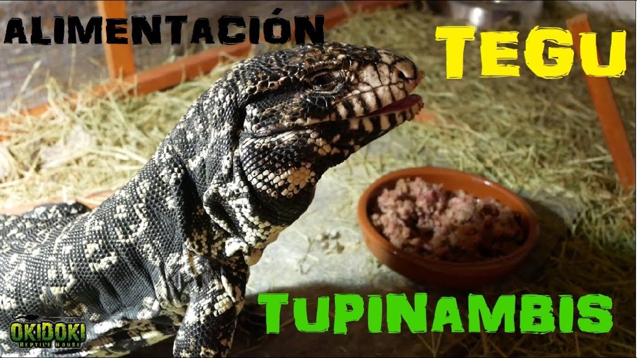 Como Alimentar Tupinambis - How to feed Tegu 😍🦎🤘🏼😎