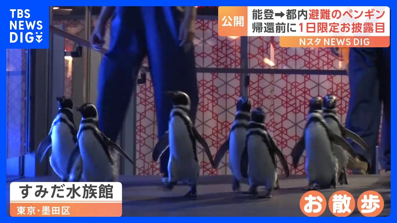 可愛すぎるお散歩　能登から避難中のペンギンがすみだ水族館で1日限りの一般公開｜TBS NEWS DIG