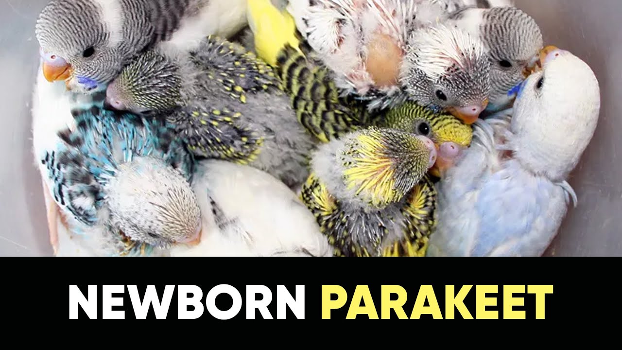 Budgie Growth Stages | Day 152 of Babies Time lapse🐦