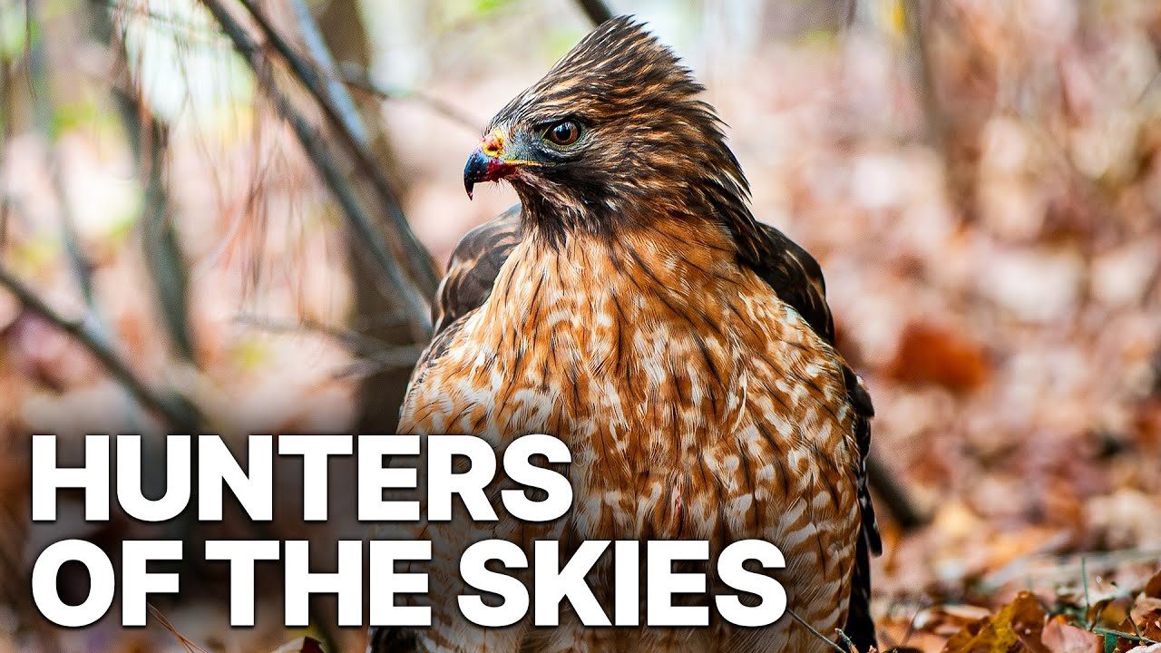 Hunters of the Skies | Incredible Feats Of Flight