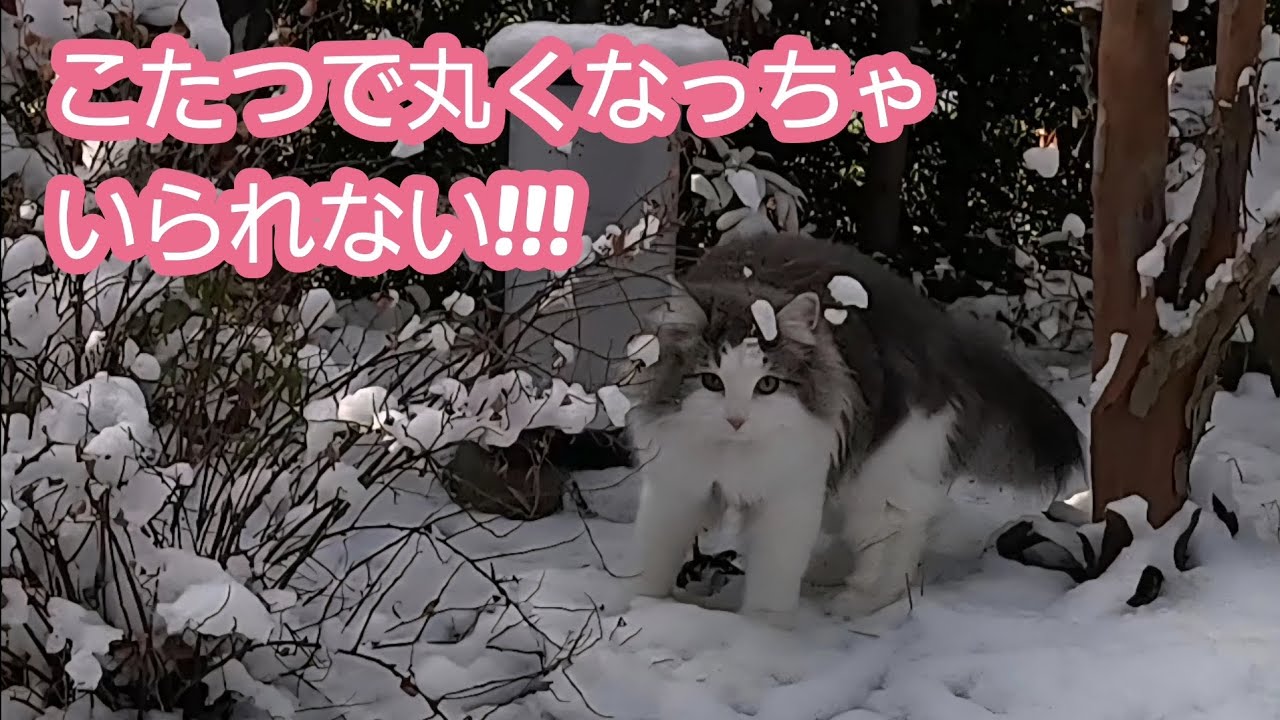 ことは初めて見る雪！綺麗!!!楽しい♪