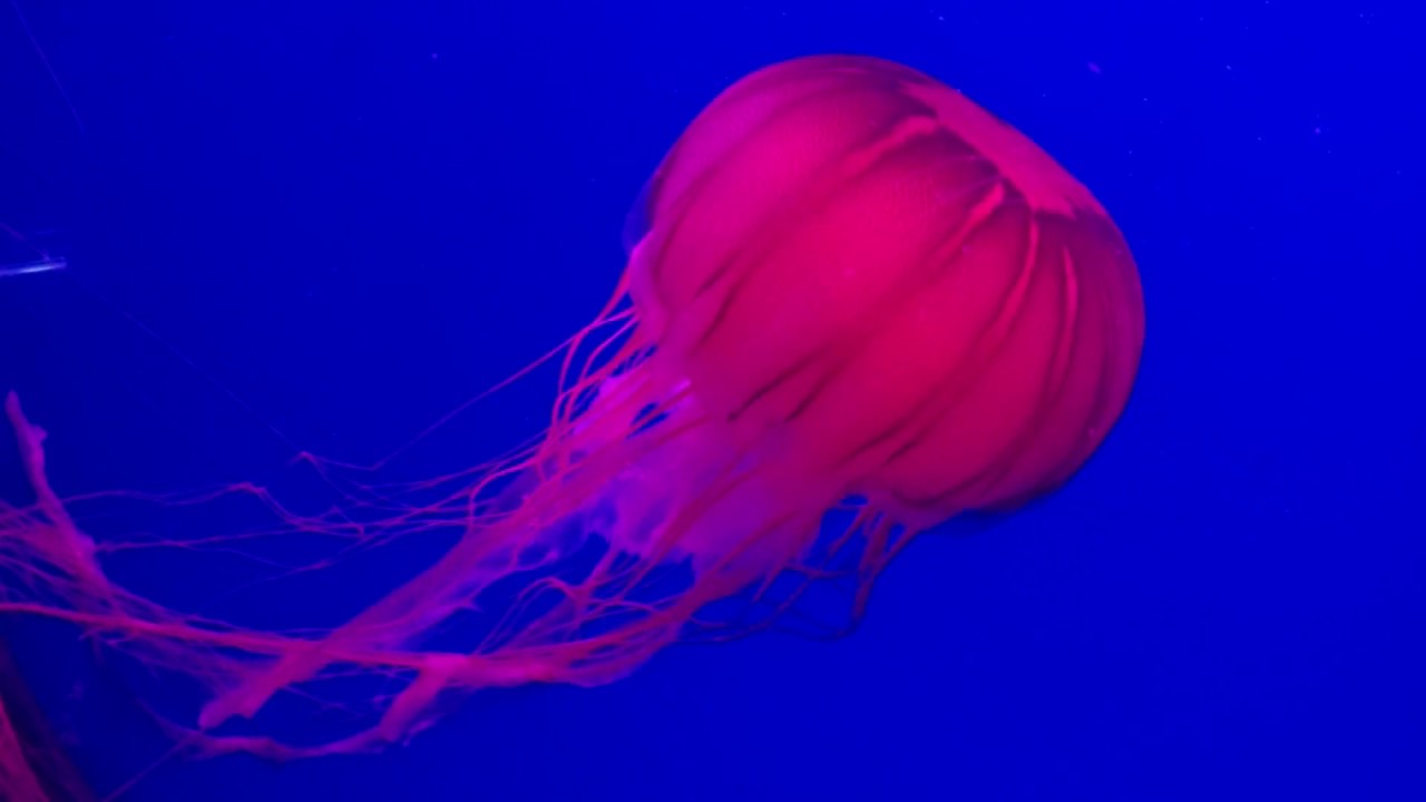 Tianjin Polar Ocean World