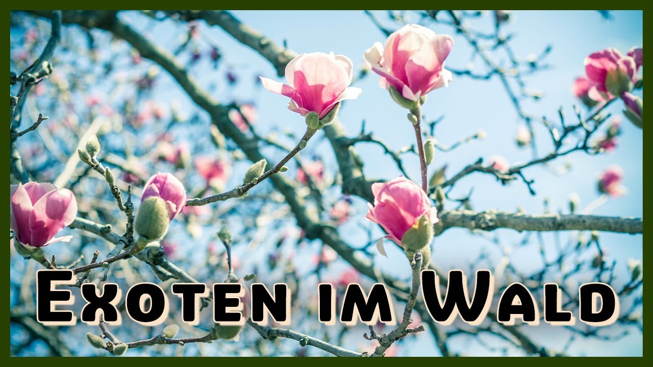 Exoten für den Deutschen Wald - Besondere Baumarten für den Klimawandel