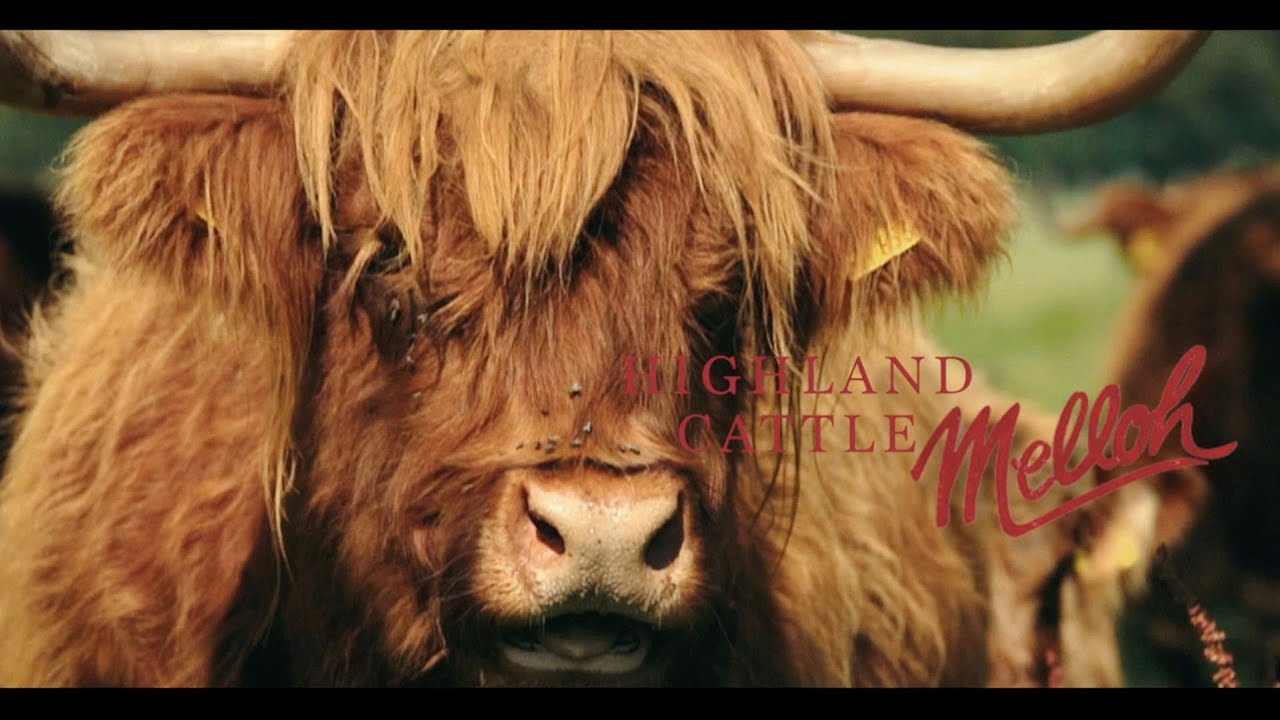 H&ouml;chste Fleischqualit&auml;t - Highland Cattle Rinder Zucht