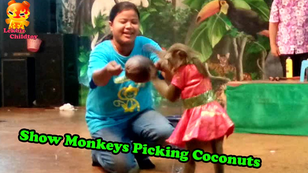 Monkey is acting to picking coconuts  @PATA Zoo