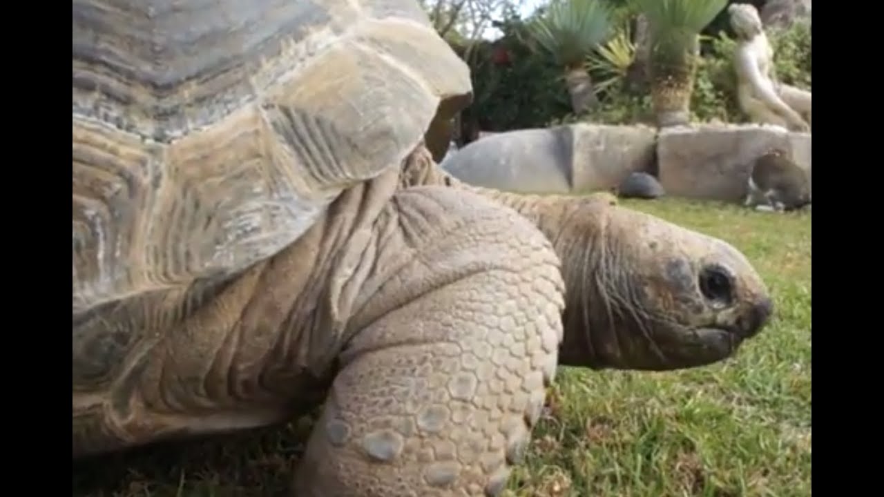 TORTUGAS - La tortuga gigante de Aldabra, la tortuga más inteligente