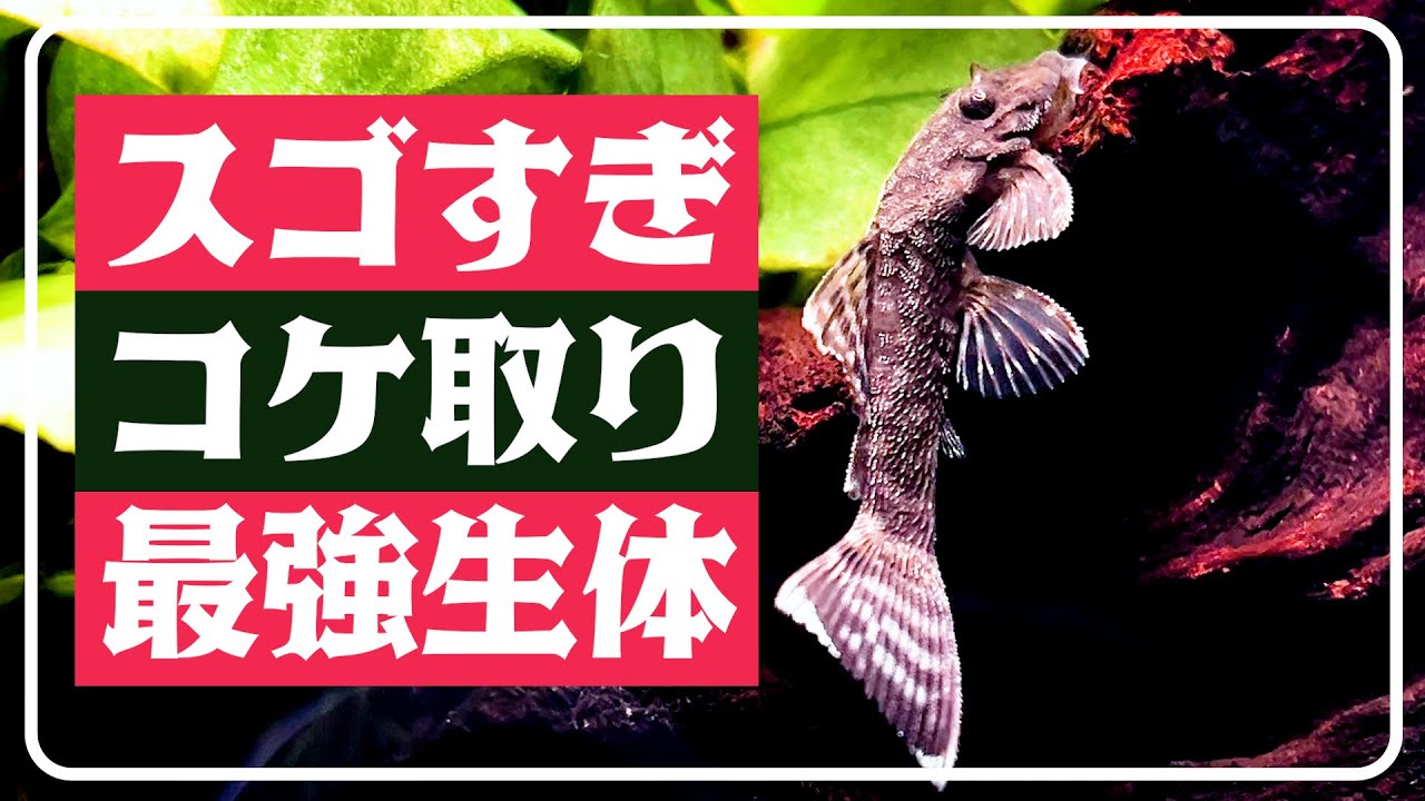 ミニブッシープレコは水草水槽の最強コケ取り生体【60cmニムファ水槽ep3】