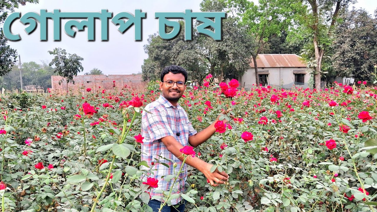 গোলাপ চাষে নতুন সম্ভাবনা | Krishi_Nobayon 